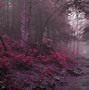 Image result for Rainy Forest Wallpaper