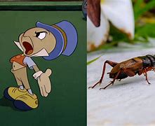 Image result for Jiminy Cricket in Real Life