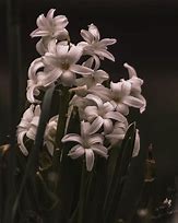 Image result for Black N White Flowers