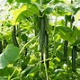 Image result for Best Way to Grow Cucumbers
