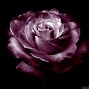 Image result for Gothic Rose Wallpaper
