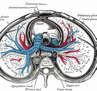 Image result for Avalon Body Structure