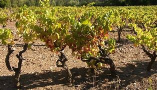 Image result for Grape Vine Soil