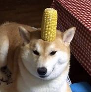 Image result for Corn Dog Animal