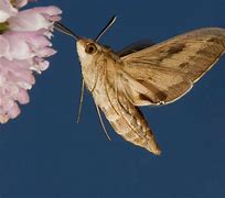 Image result for "whitelined-sphinx-moth"
