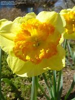 Image result for Narcissus Berlin