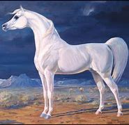 Image result for Arabiann Horse