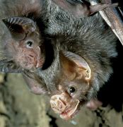 Image result for Baby Vampire Bat