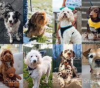 Image result for Dog Breeds Collage