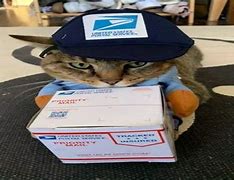 Image result for Mail Call Meme Cat