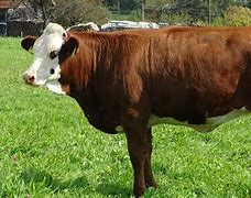Image result for List of Cattle Breeds