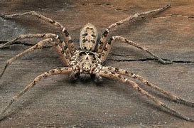 Image result for The World Record for the Biggest Spider