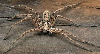 Image result for World Record Largest Spider