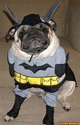 Image result for Bat Pug