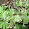 Image result for Rock Moss Plant