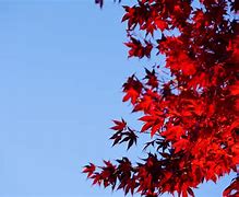 Image result for Fall Maple Leaves