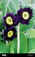 Bildergebnis für Primula auricula Blue Nile