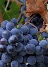 Image result for Plant That Looks Like Grapes