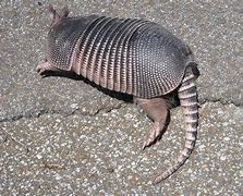 Image result for Labor Day Armadillo