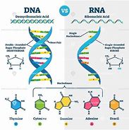 Image result for DNA and RNA Explianed