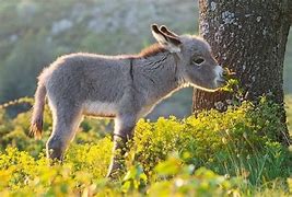 Image result for Beautiful Donkey