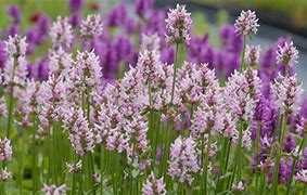 Image result for Stachys Summer Crush