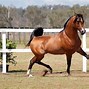 Image result for Thoroughbred Blood Bay Horse