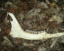 Image result for Deer Jaw Bone
