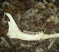 Image result for Deer Jawbone