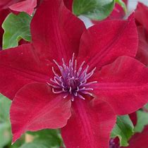Image result for Clematis Nubia