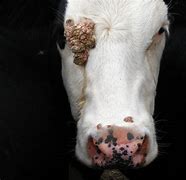 Image result for Warts On Cattle Face