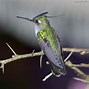 Image result for Stephanoxis Trochilidae