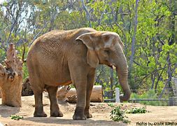 Image result for Los Angeles Zoo Elephants