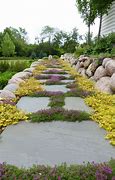 Image result for Creeping Jenny Ground Cover Drawing