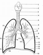 Image result for Blank Diagram of the Lungs