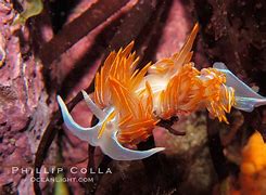 Image result for Aeolid Nudibranch