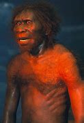 Image result for Homo Erectus