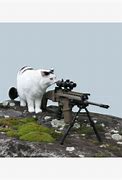 Image result for Sniper Cat Meme