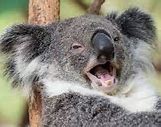 Image result for Koala Meme Blank