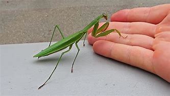 Image result for Best Praying Mantis for Pets
