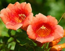 Image result for Tiny trumpet vines