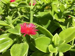 Image result for Red Apple Ground Cover in Pot