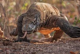 Image result for Largest Lizard On Earth