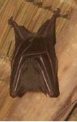 Image result for Fruit Bat Head