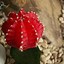 Image result for Arizona Desert Cactus