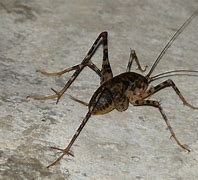 Image result for Cave Cricket Pesticide