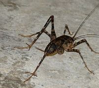 Image result for Cave Cricket in the Basement