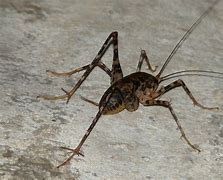 Image result for Big Crickets