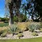 Image result for Low Water Desert Landscaping