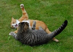 Image result for Funny Two Cats Fighting Meme